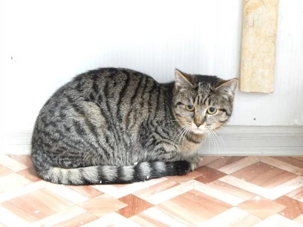 Кошка Стелла, кошка, Приют Малинки (Кожухово), Москва. Фото 4 из 6.
