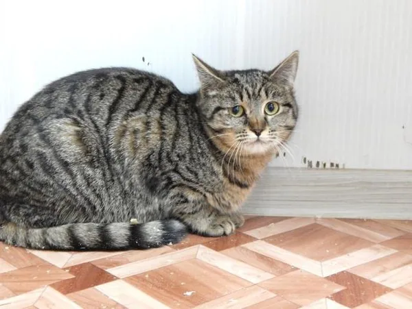 Кошка Стелла, кошка, Приют Малинки (Кожухово), Москва. Фото 5 из 6.