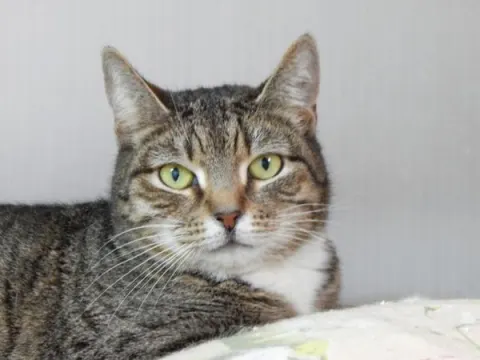 Глория — кошка, Москва
