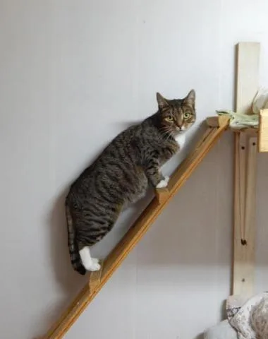 Кошка Глория, кошка, Приют Малинки (Кожухово), Москва. Фото 6 из 6.