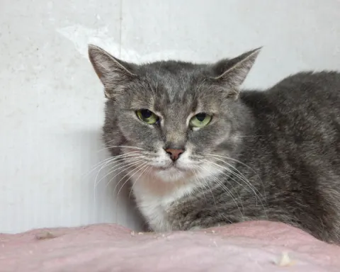 Клер — кошка, Москва