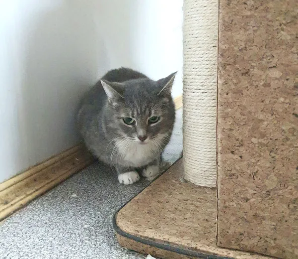 Кошка Клер, кошка, Приют Малинки (Кожухово), Москва. Фото 4 из 6.