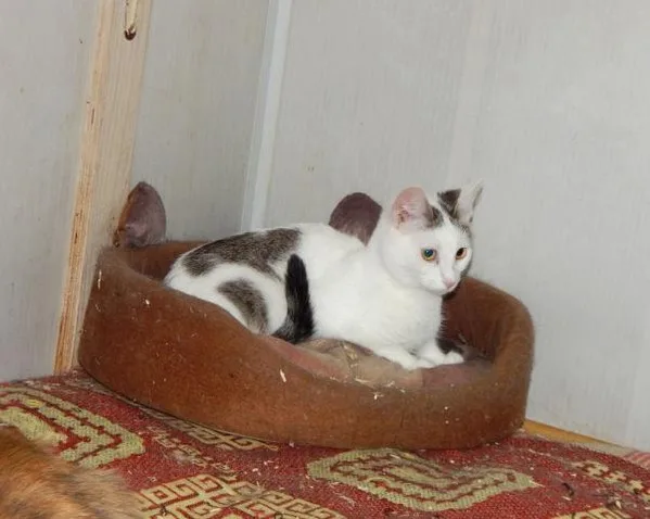 Кошка Травка, кошка, Приют Малинки (Кожухово), Москва. Фото 4 из 11.
