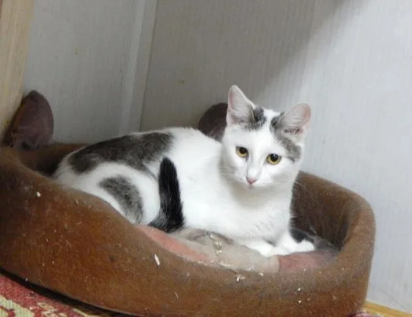 Кошка Травка, кошка, Приют Малинки (Кожухово), Москва. Фото 5 из 11.