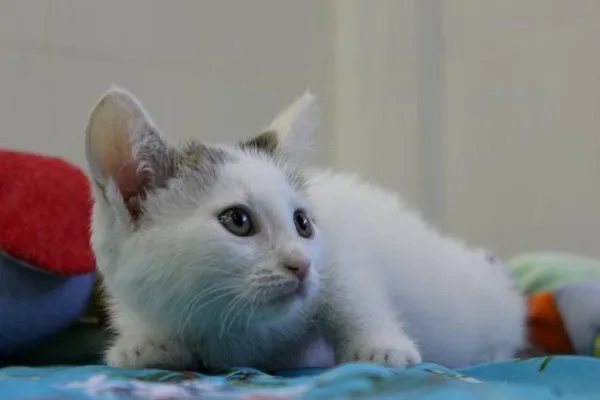 Кошка Травка, кошка, Приют Малинки (Кожухово), Москва. Фото 9 из 11.