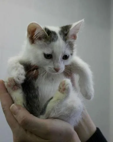 Кошка Травка, кошка, Приют Малинки (Кожухово), Москва. Фото 10 из 11.
