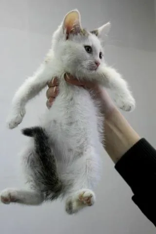 Кошка Травка, кошка, Приют Малинки (Кожухово), Москва. Фото 11 из 11.