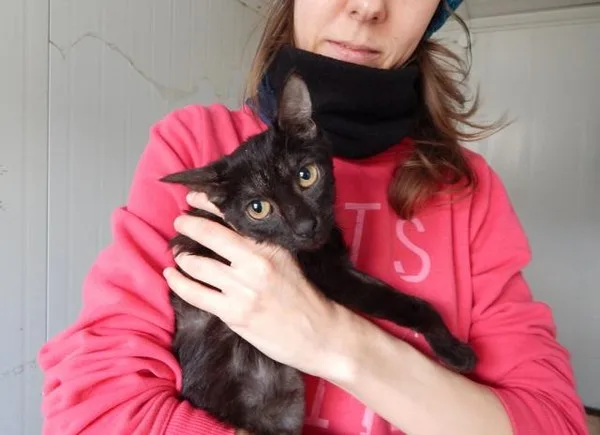Кошка Рея, кошка, Приют Малинки (Кожухово), Москва. Фото 2 из 7.