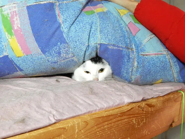 Кошка Вьюга, кошка, Приют Малинки (Кожухово), Москва. Фото 2 из 11.