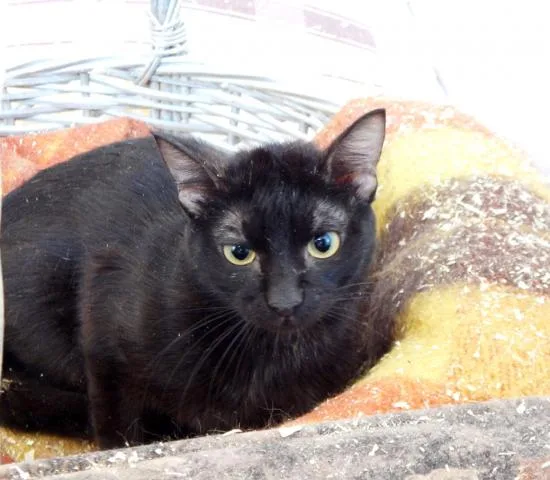 Кошка Меркурий, кот, Приют Малинки (Кожухово), Москва. Фото 2 из 5.