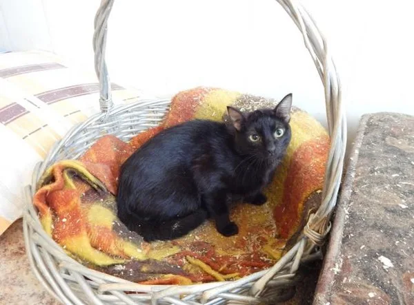 Кошка Меркурий, кот, Приют Малинки (Кожухово), Москва. Фото 3 из 5.