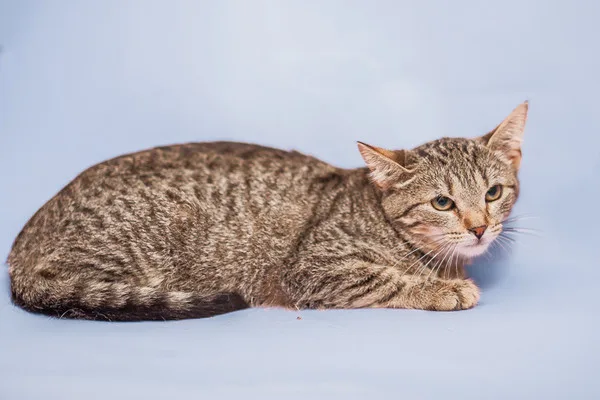 Кошка Рукола, кошка, Приют Малинки (Кожухово), Москва. Фото 3 из 9.