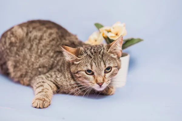 Кошка Рукола, кошка, Приют Малинки (Кожухово), Москва. Фото 4 из 9.