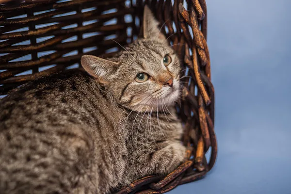Кошка Рукола, кошка, Приют Малинки (Кожухово), Москва. Фото 5 из 9.