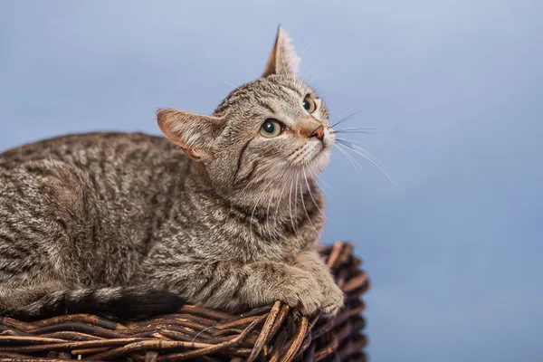 Кошка Рукола, кошка, Приют Малинки (Кожухово), Москва. Фото 7 из 9.