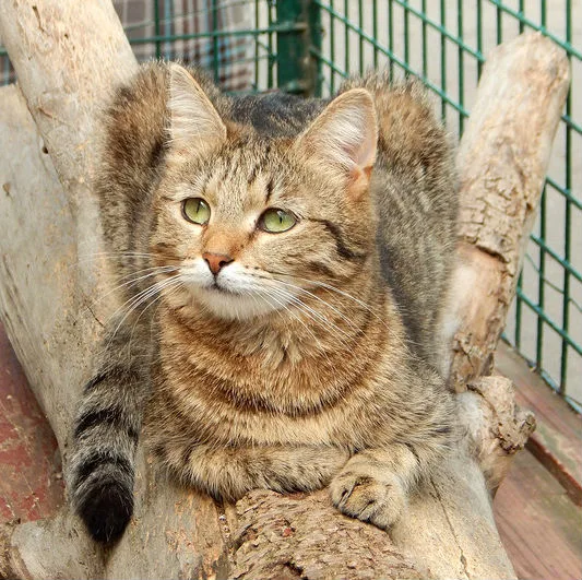 Кошка Марыся, кошка, Приют Малинки (Кожухово), Москва. Фото 2 из 4.