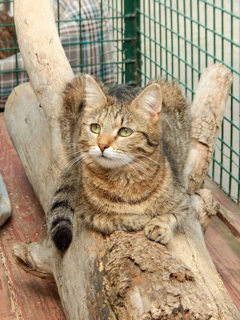 Кошка Марыся, кошка, Приют Малинки (Кожухово), Москва. Фото 3 из 4.