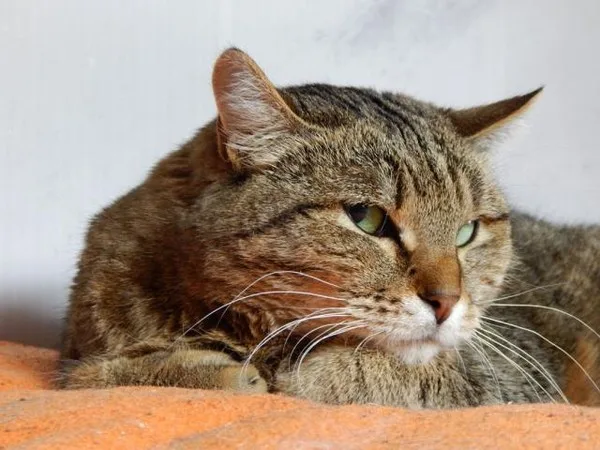Кошка Лукерья, кошка, Приют Малинки (Кожухово), Москва. Фото 1 из 9.