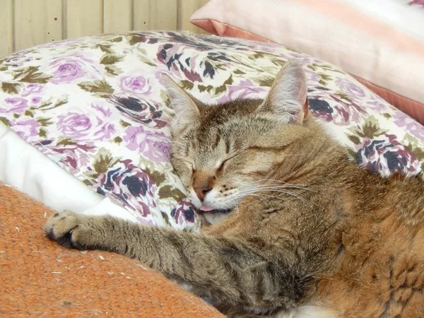 Кошка Лукерья, кошка, Приют Малинки (Кожухово), Москва. Фото 3 из 9.