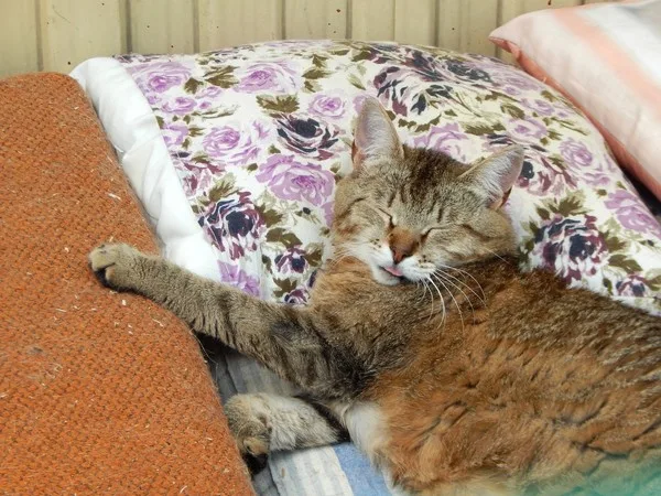 Кошка Лукерья, кошка, Приют Малинки (Кожухово), Москва. Фото 5 из 9.