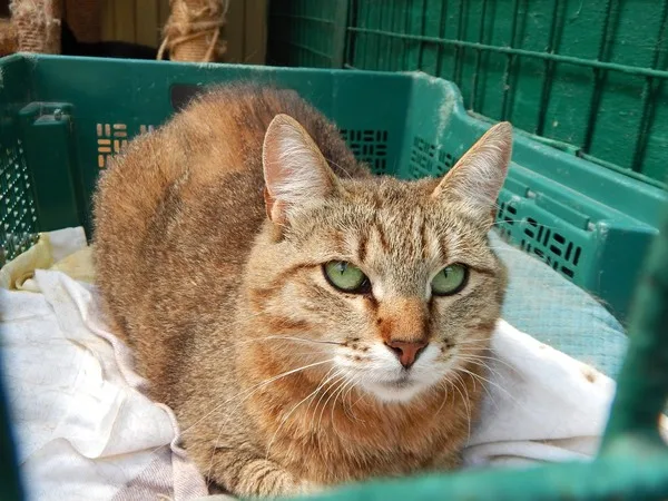 Кошка Лукерья, кошка, Приют Малинки (Кожухово), Москва. Фото 7 из 9.