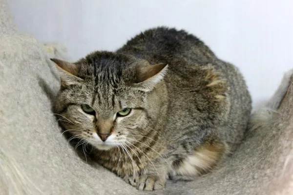 Кошка Лукерья, кошка, Приют Малинки (Кожухово), Москва. Фото 8 из 9.