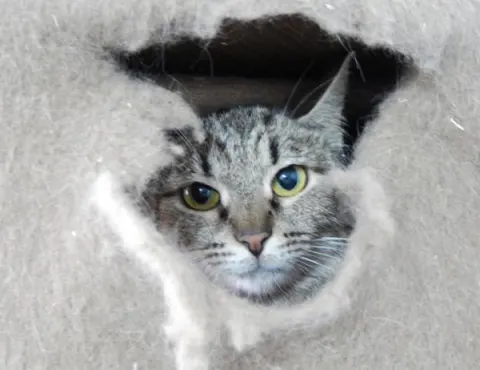Адиль — кошка, Москва