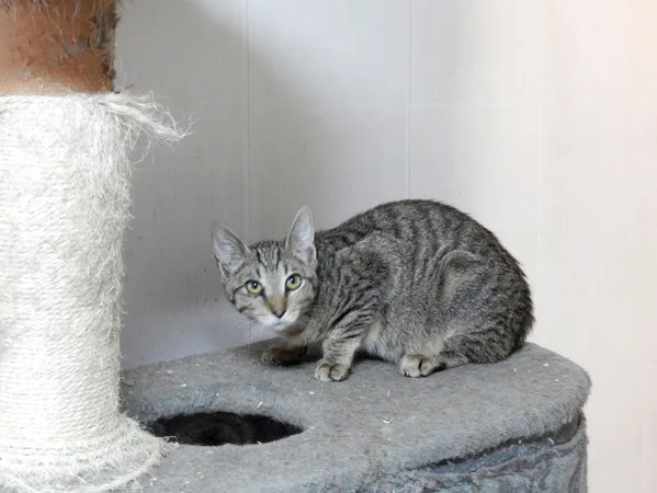 Кошка Дилан, кот, Приют Малинки (Кожухово), Москва. Фото 4 из 7.