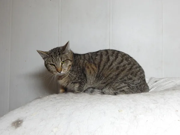 Кошка Дилан, кот, Приют Малинки (Кожухово), Москва. Фото 5 из 7.