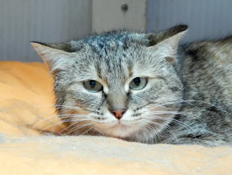 Мохито — кошка, Москва