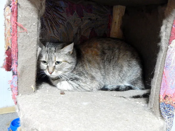 Кошка Мохито, кот, Приют Малинки (Кожухово), Москва. Фото 3 из 4.