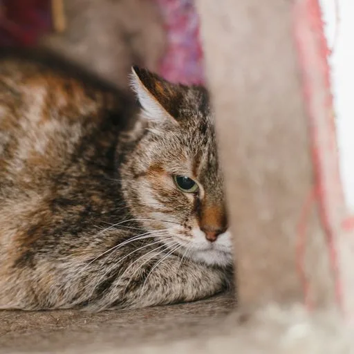 Кошка Мохито, кот, Приют Малинки (Кожухово), Москва. Фото 4 из 4.