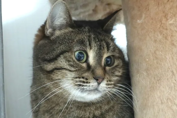 Кошка Глаша, кошка, Приют Малинки (Кожухово), Москва. Фото 5 из 8.