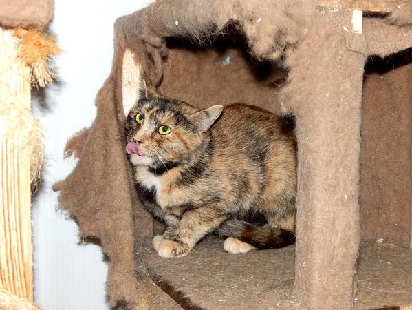 Кошка Тыковка, кошка, Приют Малинки (Кожухово), Москва. Фото 3 из 5.