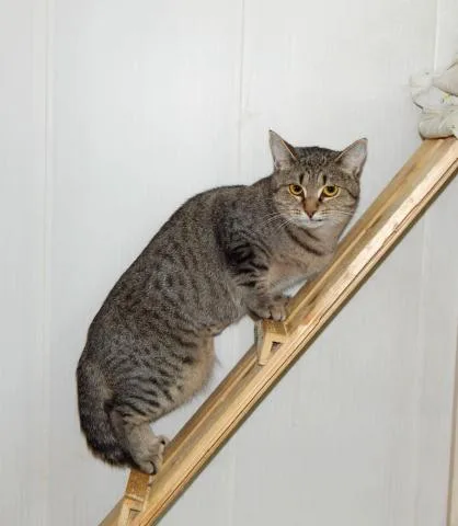 Кошка Баффи, кошка, Приют Малинки (Кожухово), Москва. Фото 3 из 7.