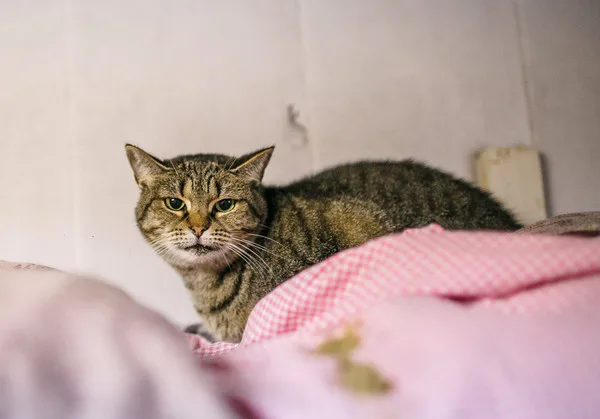Кошка Баффи, кошка, Приют Малинки (Кожухово), Москва. Фото 6 из 7.