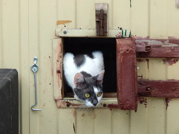 Кошка Пинк, кошка, Приют Малинки (Кожухово), Москва. Фото 4 из 7.