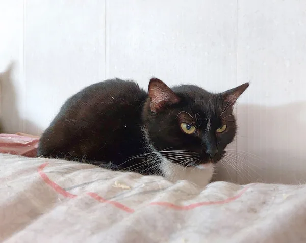 Котенок Маура, кошка, Приют Малинки (Кожухово), Москва. Фото 3 из 6.