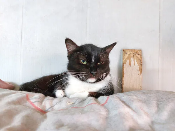 Котенок Маура, кошка, Приют Малинки (Кожухово), Москва. Фото 4 из 6.