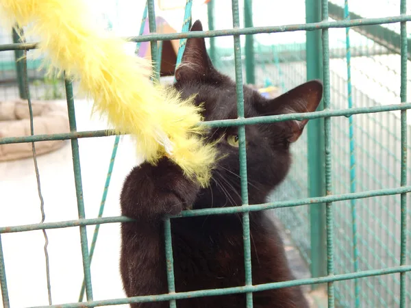 Кошка Азамат, кот, Приют Малинки (Кожухово), Москва. Фото 4 из 11.