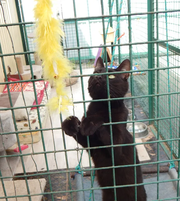 Кошка Азамат, кот, Приют Малинки (Кожухово), Москва. Фото 5 из 11.