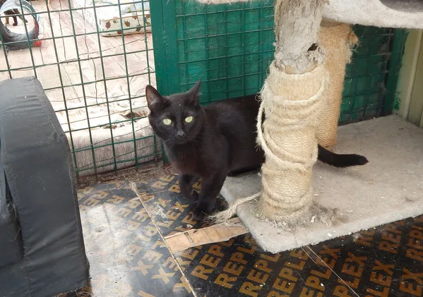 Кошка Азамат, кот, Приют Малинки (Кожухово), Москва. Фото 8 из 11.