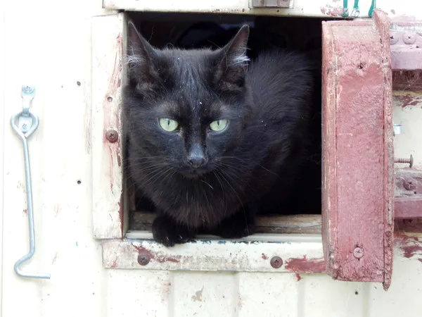 Кошка Азамат, кот, Приют Малинки (Кожухово), Москва. Фото 10 из 11.