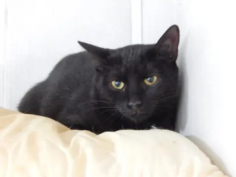 Тэнди — кошка, Москва