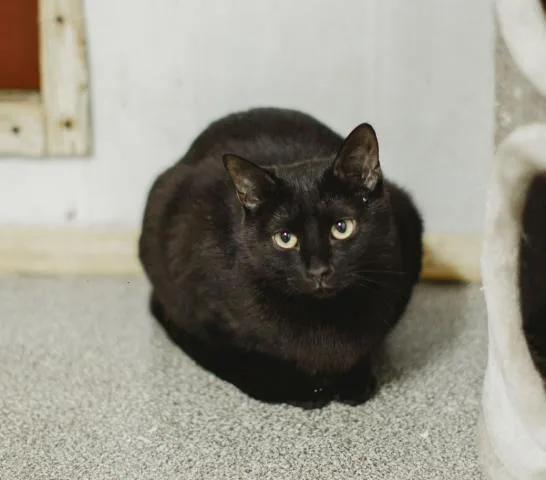 Кошка Тэнди, кошка, Приют Малинки (Кожухово), Москва. Фото 3 из 4.