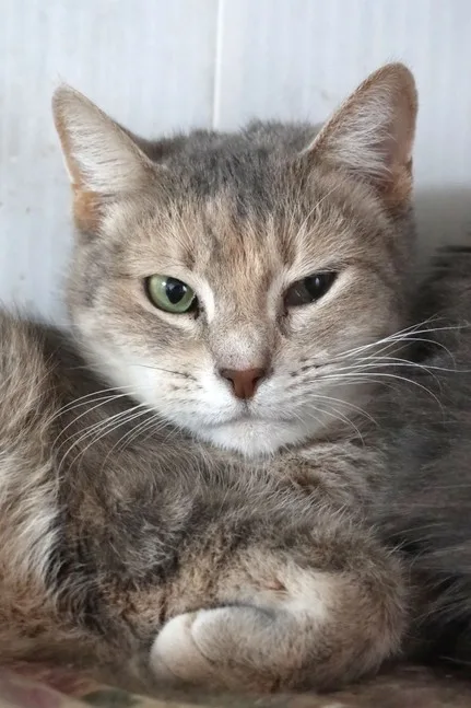 Кошка Есения, кошка, Приют Малинки (Кожухово), Москва. Фото 6 из 7.