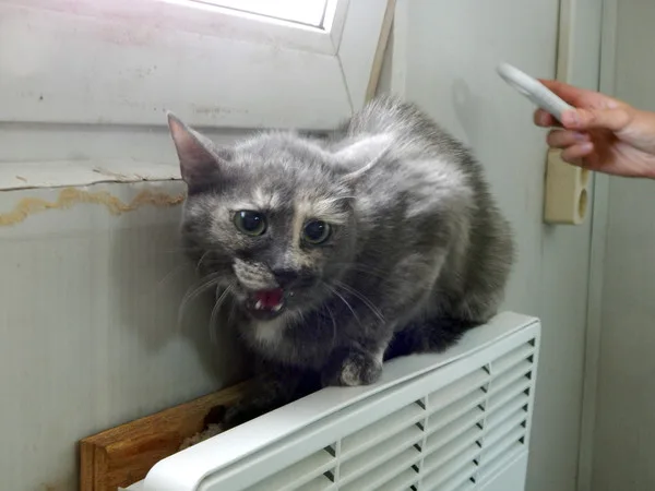 Кошка Дакота, кошка, Приют Малинки (Кожухово), Москва. Фото 2 из 3.