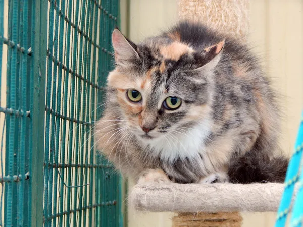 Кошка Бонита, кошка, Приют Малинки (Кожухово), Москва. Фото 2 из 8.