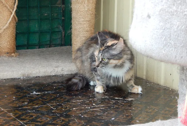 Кошка Бонита, кошка, Приют Малинки (Кожухово), Москва. Фото 4 из 8.