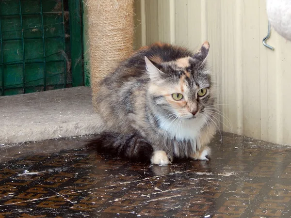 Кошка Бонита, кошка, Приют Малинки (Кожухово), Москва. Фото 5 из 8.
